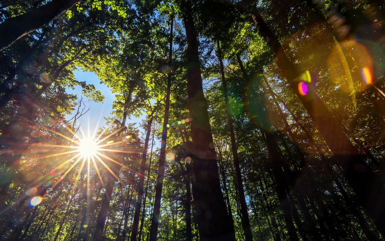 Sonnenlicht scheint durch einen Wald